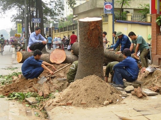 Chuyện cây xanh Hà Nội